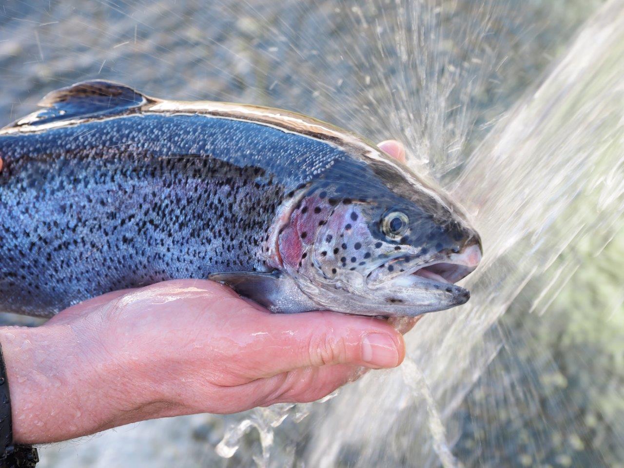 Alpenfisch Lachsforelle in der Hand 