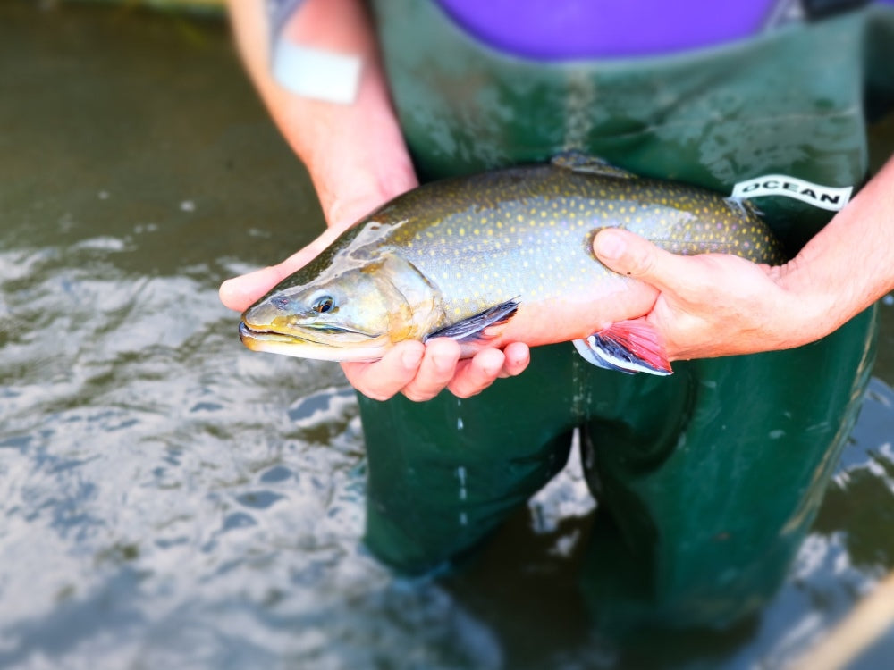 Frischer Bio-Saibling von Decleva’s Alpenfisch – nachhaltige Zucht aus Österreich für unsere Bio-Fischsauce
