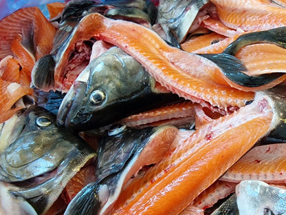 Frische Bio-Fischkarkassen -Rohstoff  für Genusskoarl Bio-Fischsauce