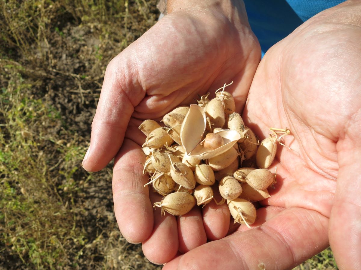 Kichererbsen aus österreichischer Bio-Landwirtschaft – Zutaten für unser Bio-Kichererbsen Miso
